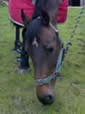 Making Strides Fizzical Presence - wearing her Bioflow Tendon Wraps