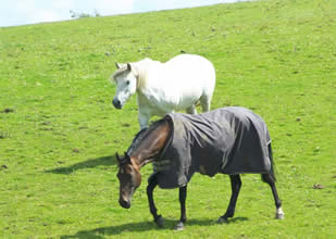 Fizz and Shuna - July 2010